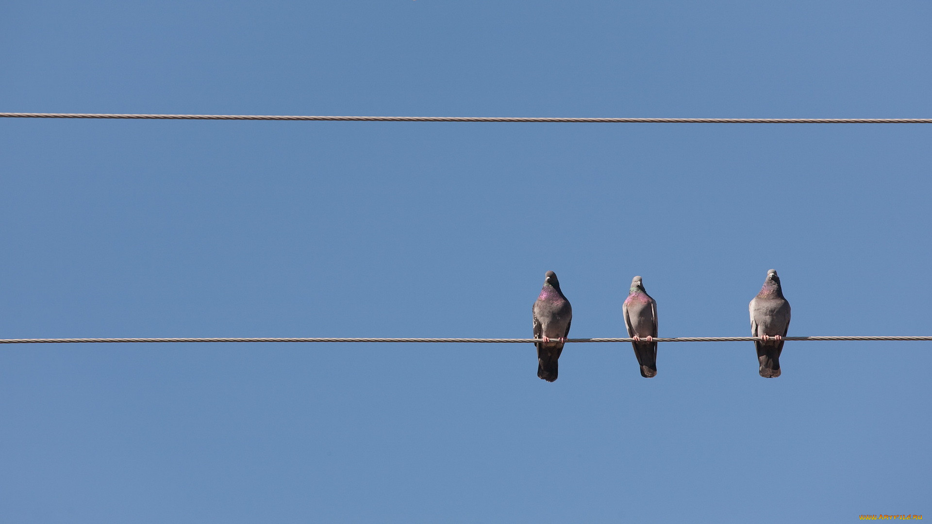 Где сидели птицы. Птицы на проводах. Голуби на проводах. Птицы сидят на проводах. Голуби сидят на проводах.